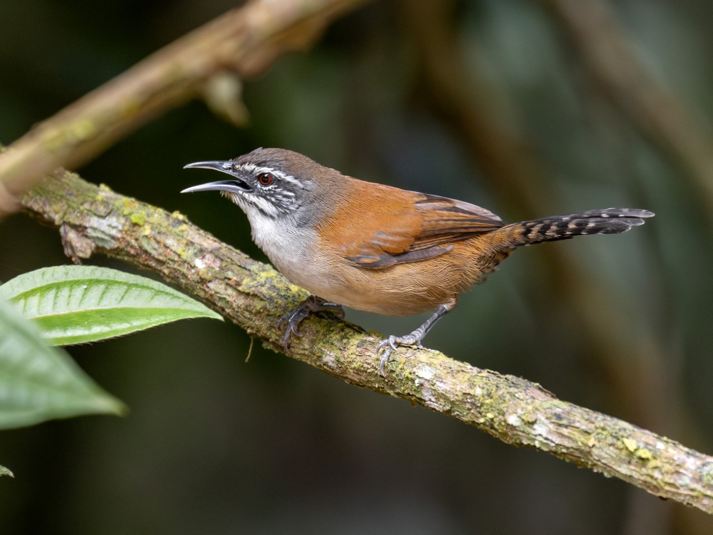 Rufous-browed Peppershrike