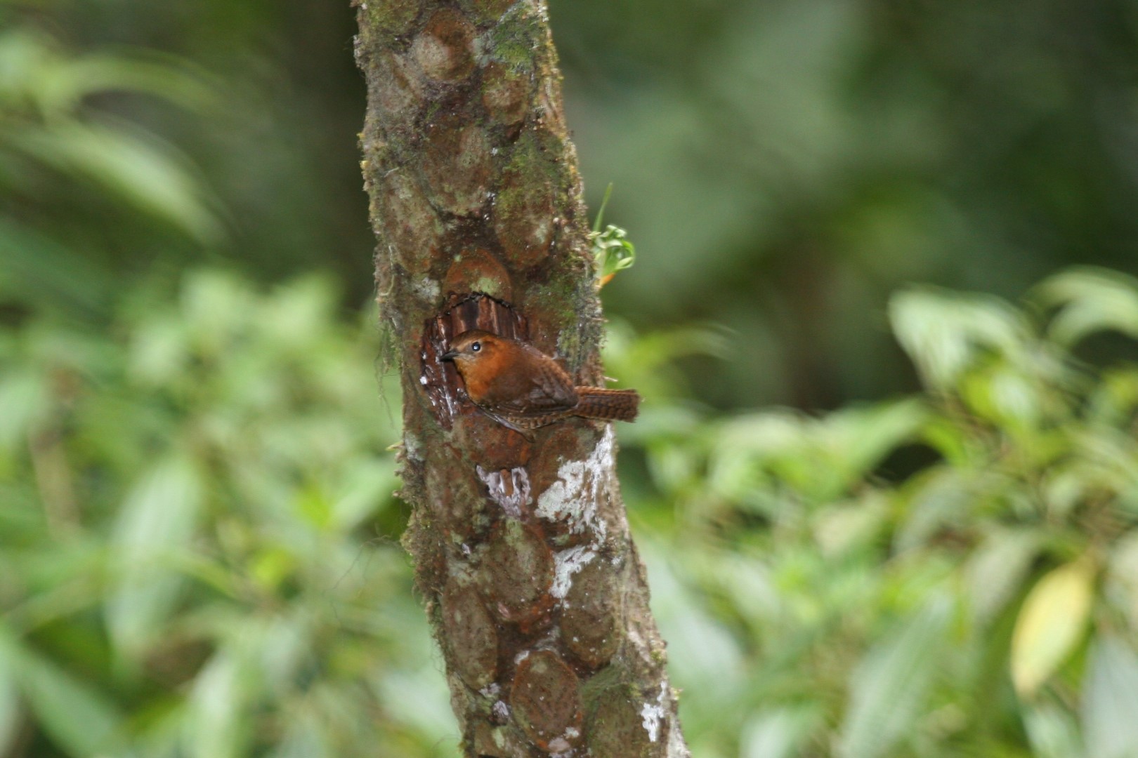 Rufous-browed Wren
