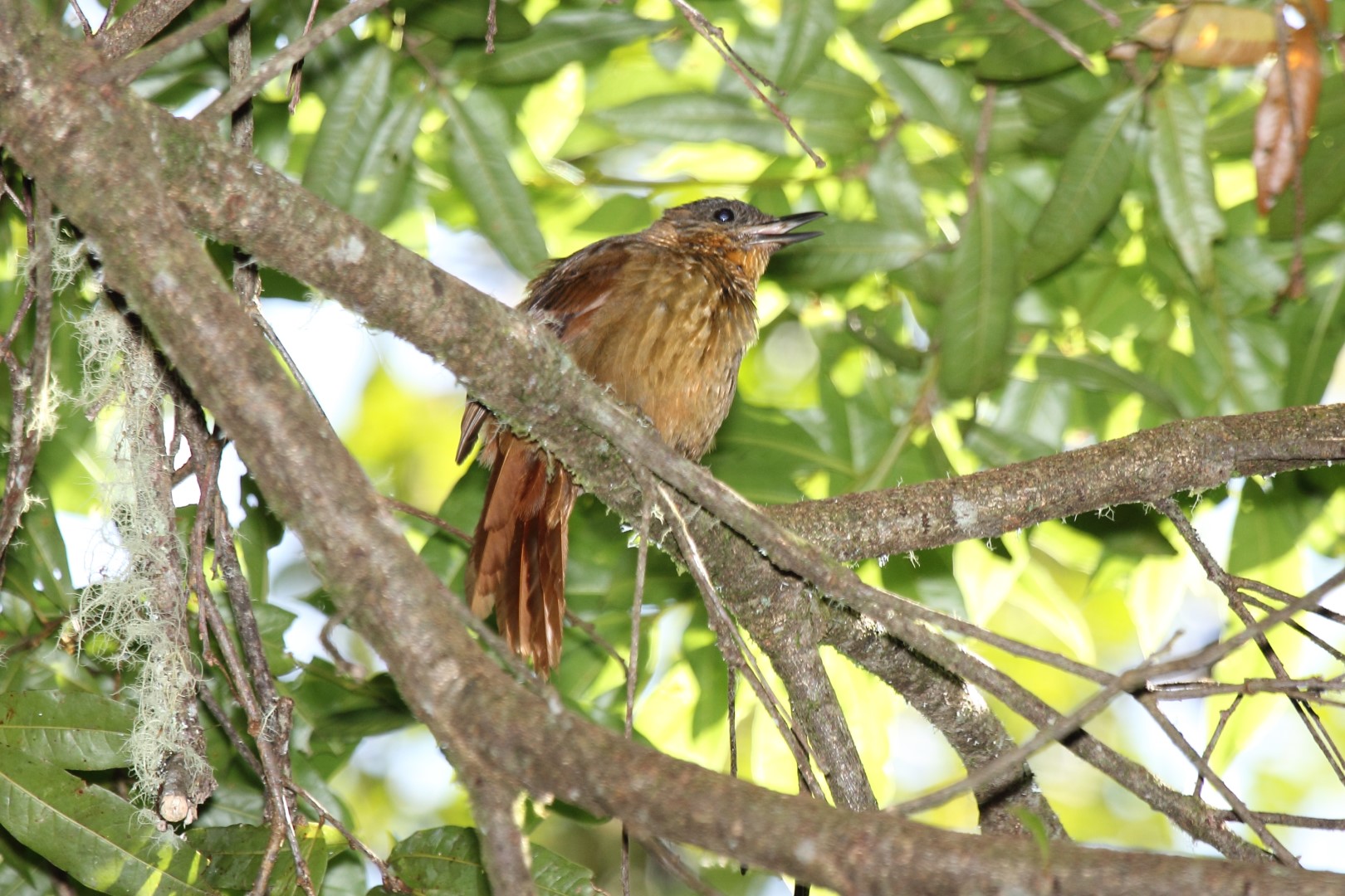 Rufous-brown Treehunter