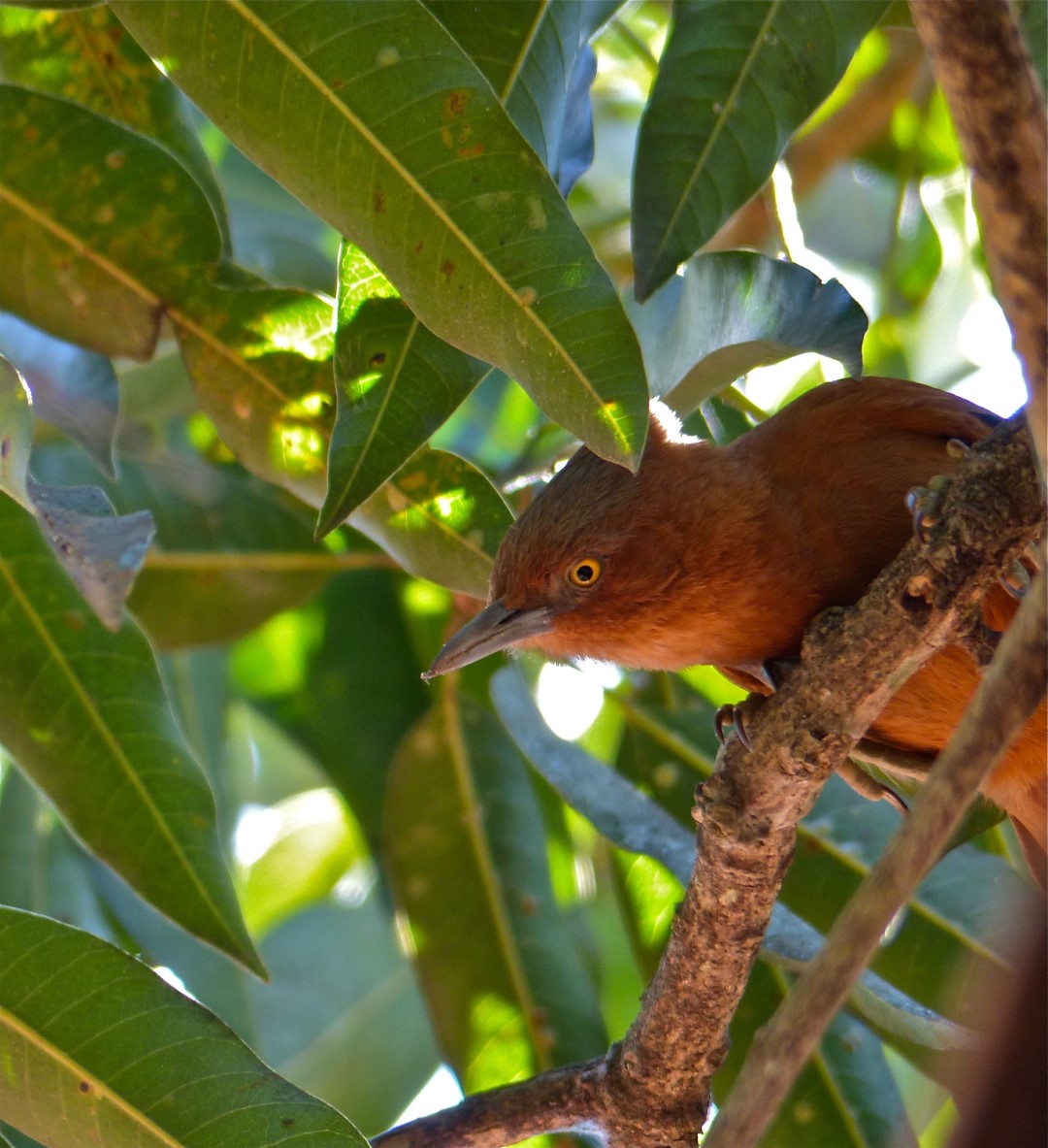 Rufous Cacholote