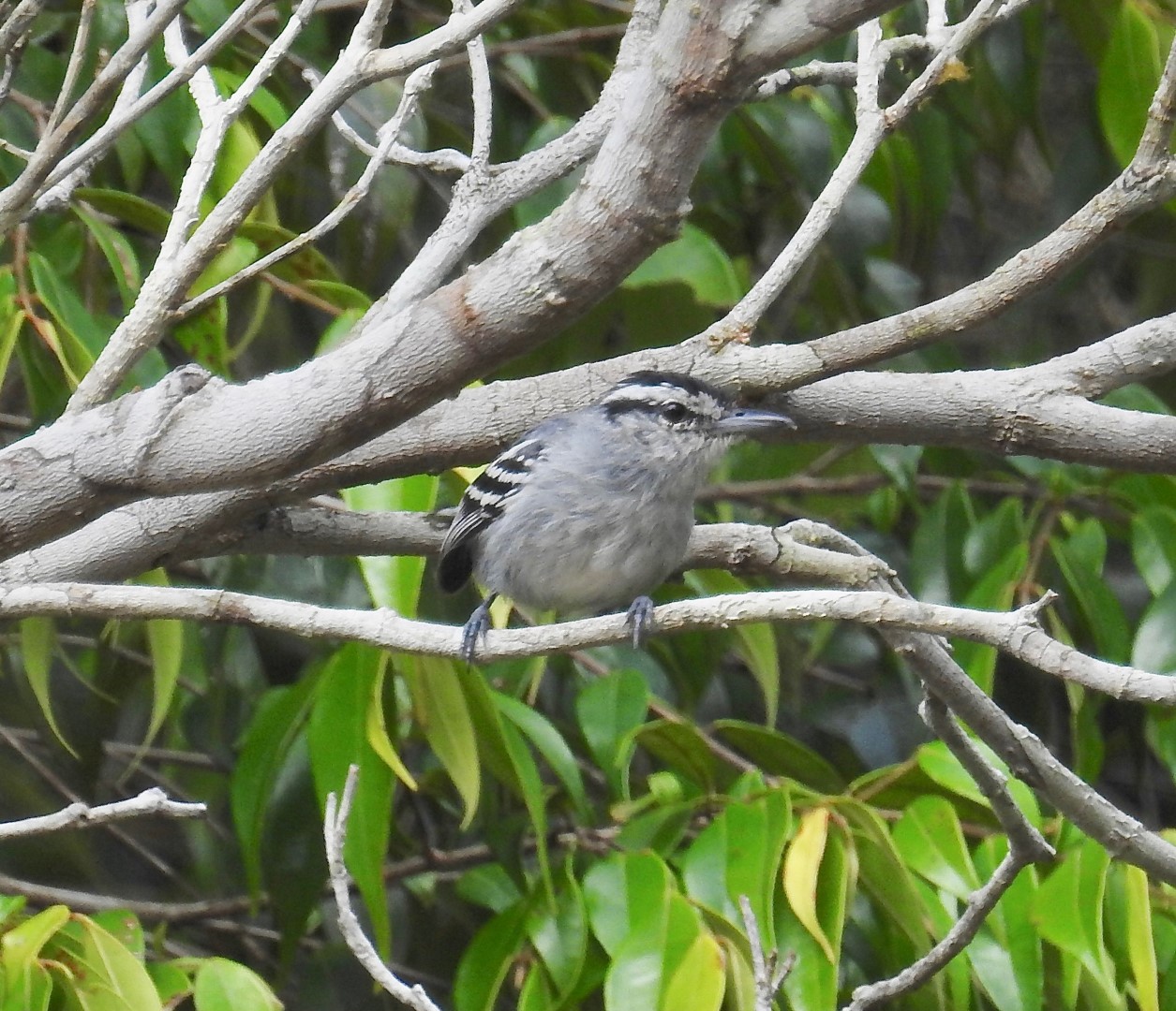 Rufous-capped Antshrike