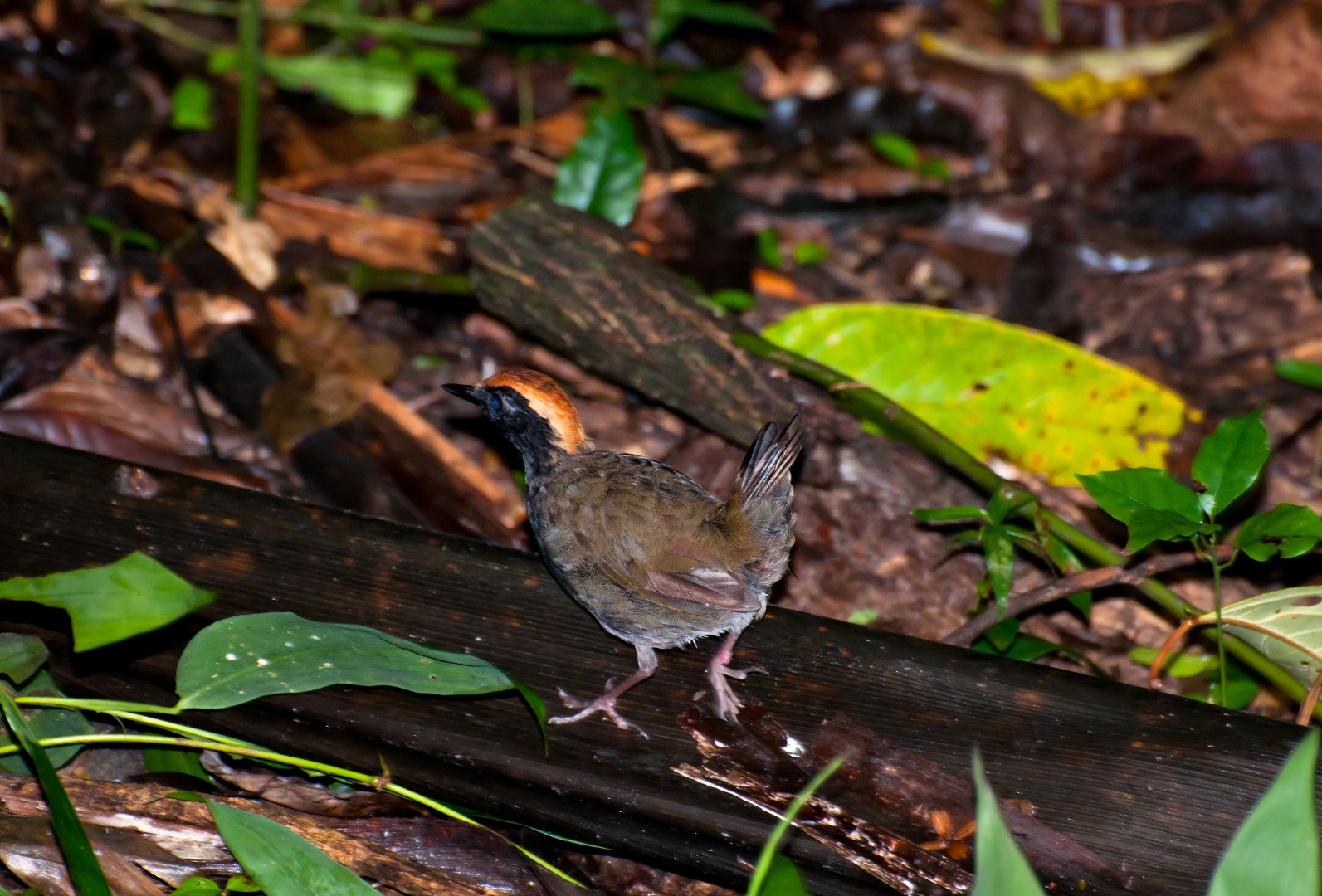 Rufous-capped Antthrush