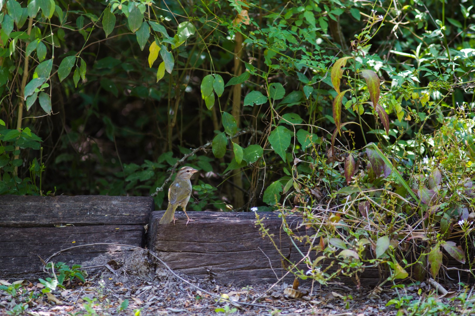 Rufous-capped Brushfinch