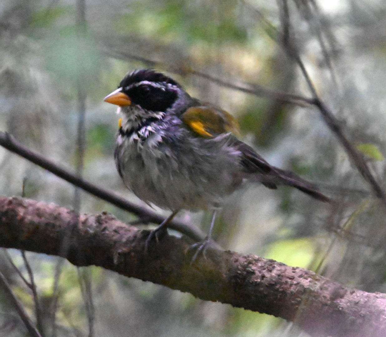 Rufous-capped Brushfinch