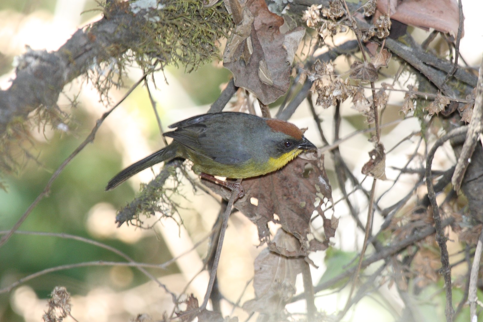 Rufous-capped Brushfinch