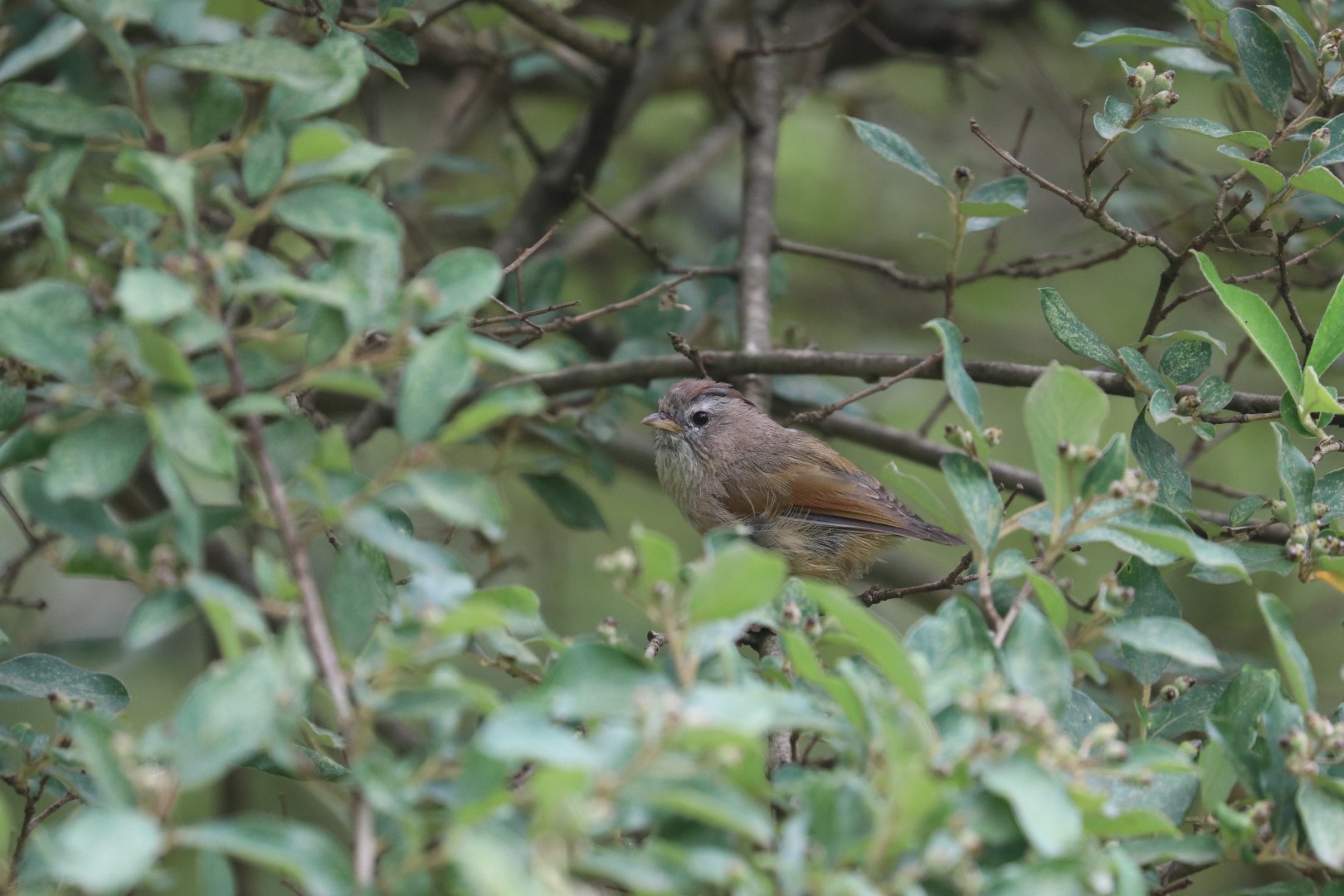 Rufous-capped Fulvetta