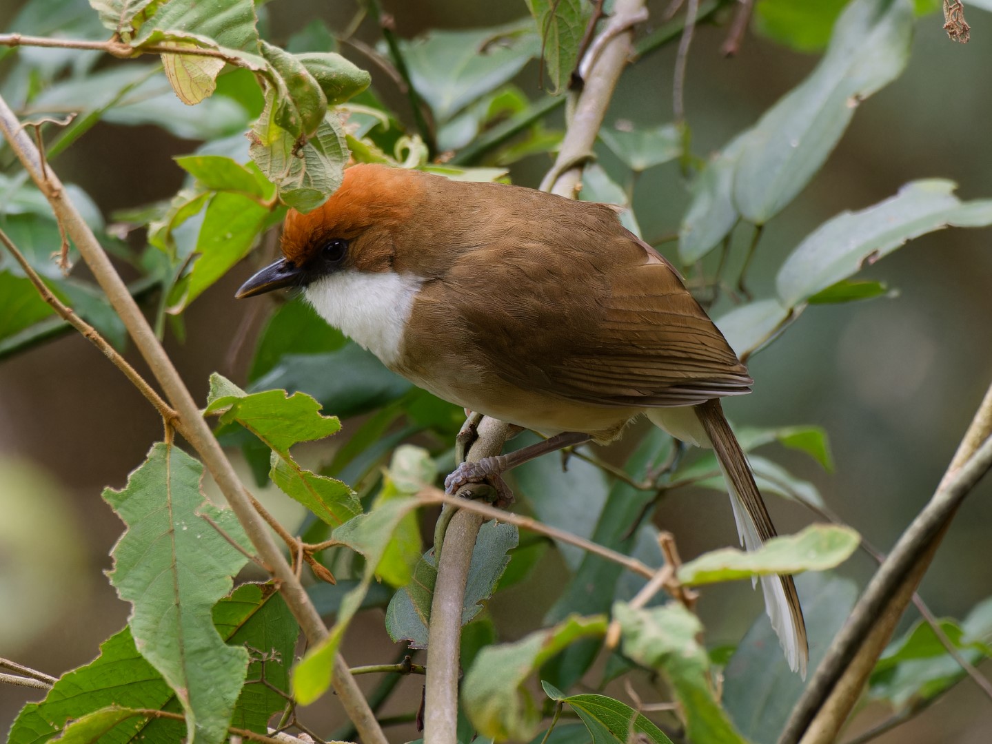 Rufous-capped Laughingthrush
