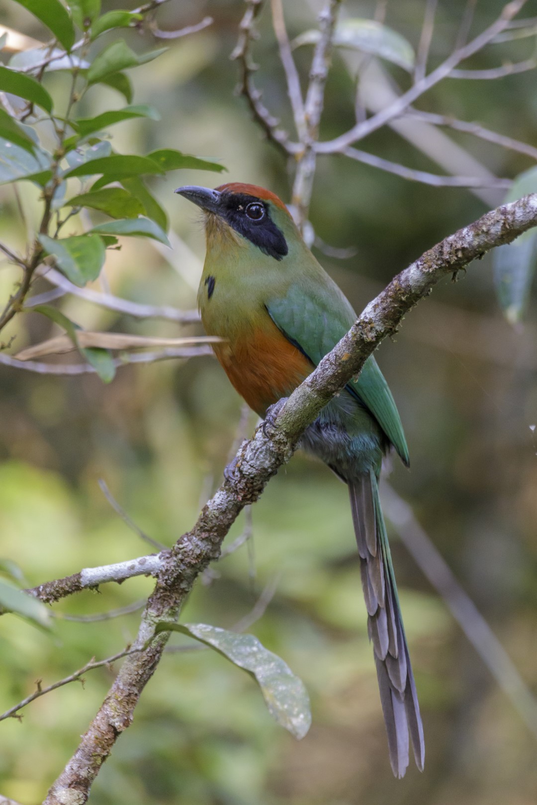 Rufous-capped Motmot