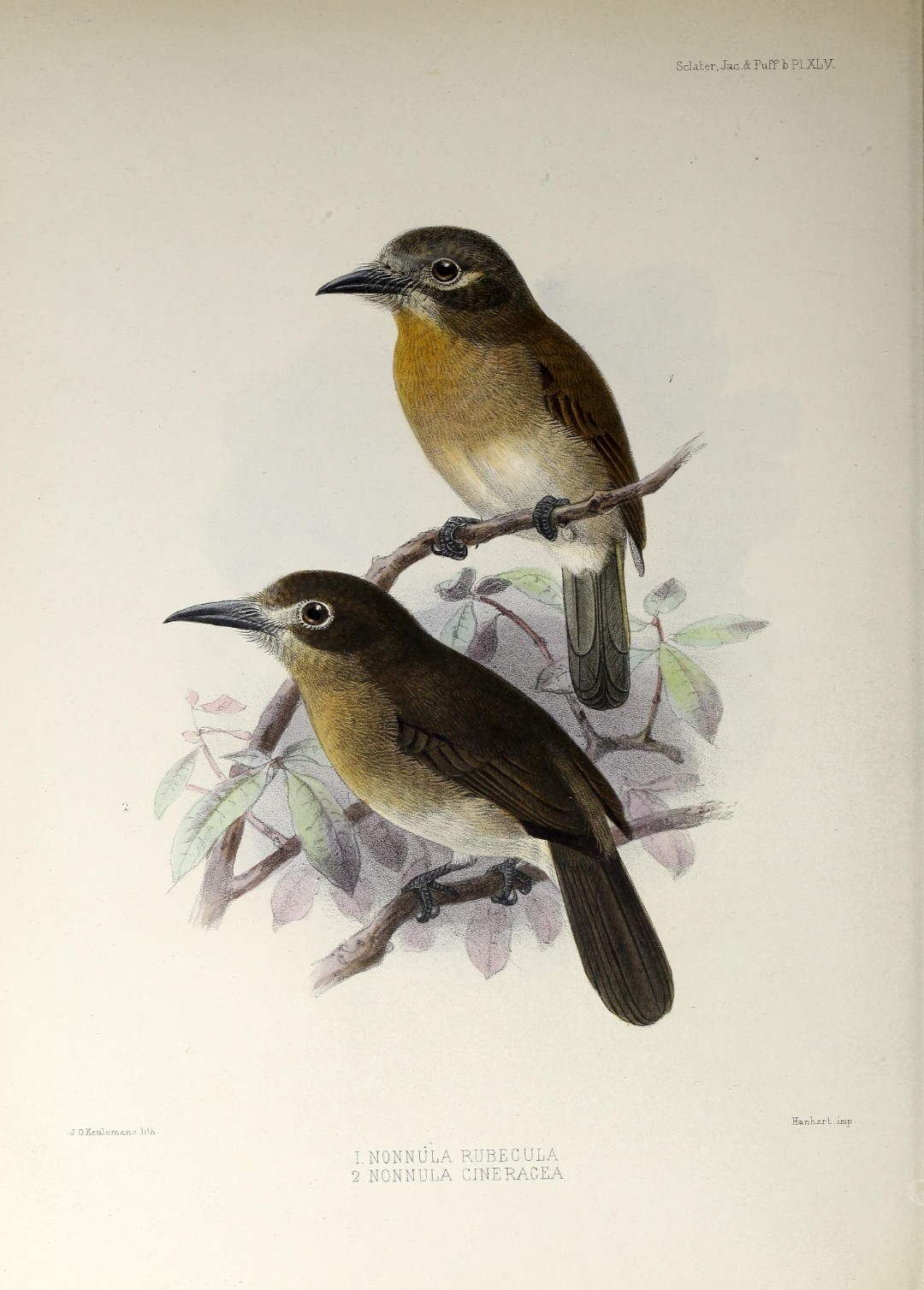 Rufous-capped Nunlet