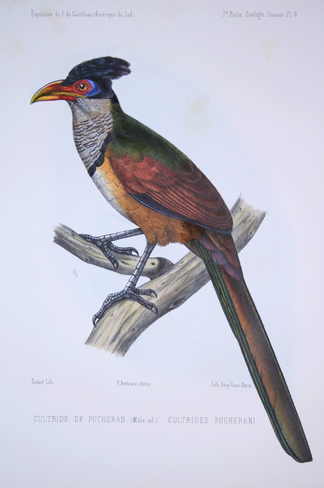 Rufous-capped Puffbird