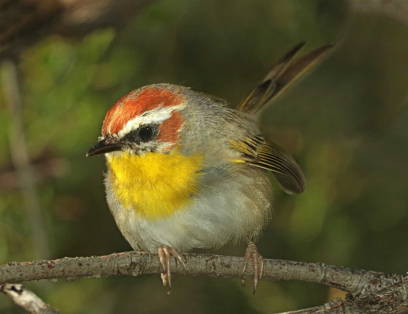 Rufous-capped Warbler