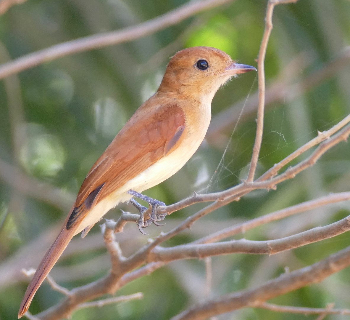 Rufous Casiornis