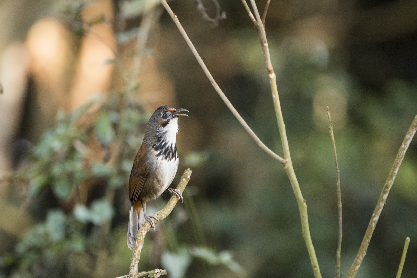 Rufous-cheeked Laughingthrush