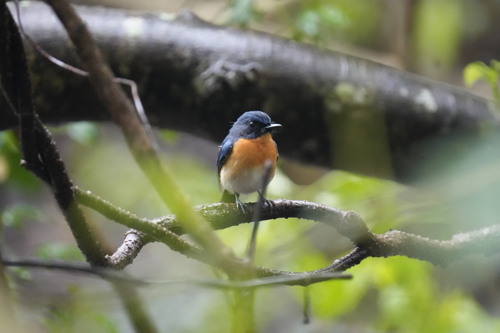 Rufous-chested Flycatcher