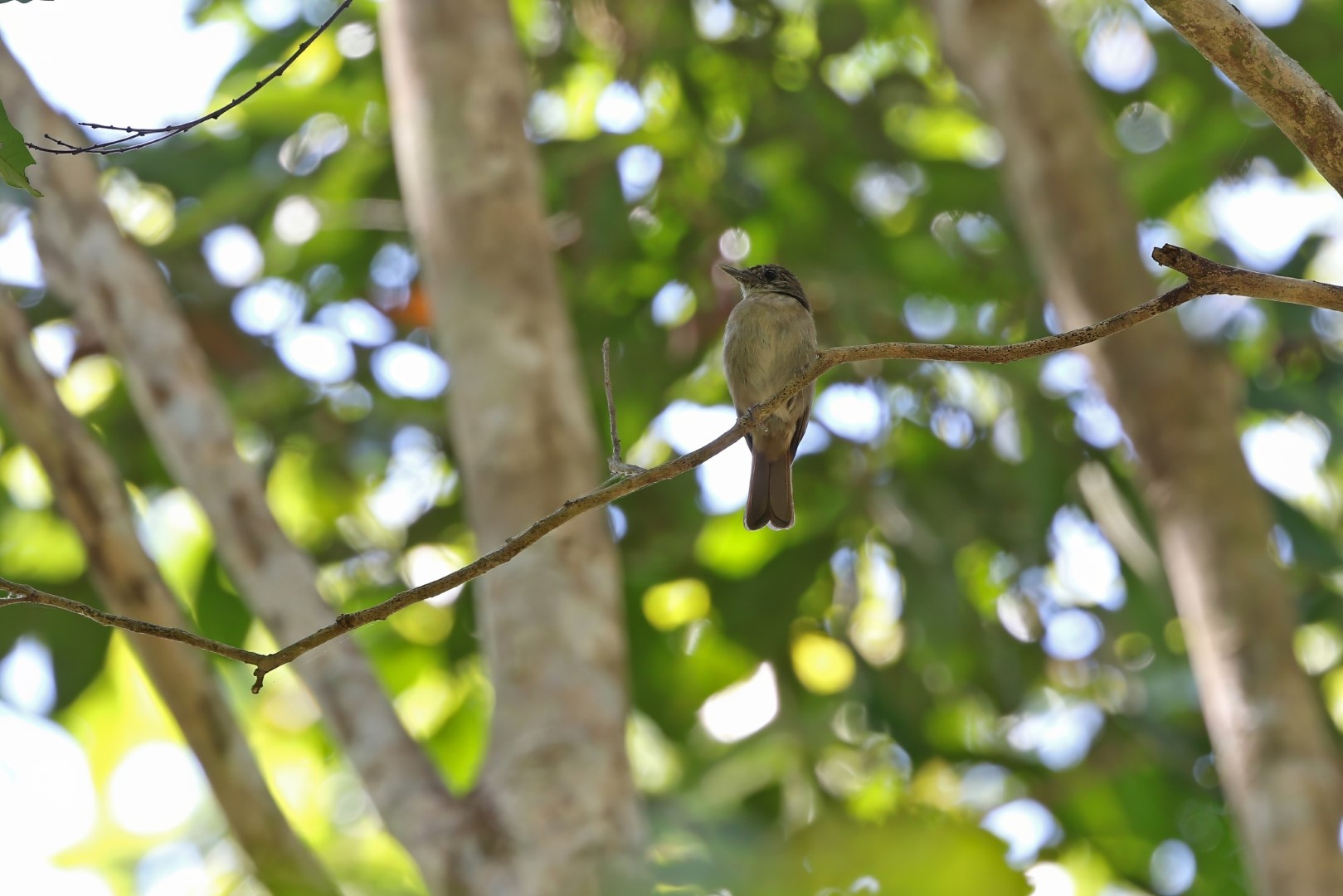 Rufous-chested Flycatcher