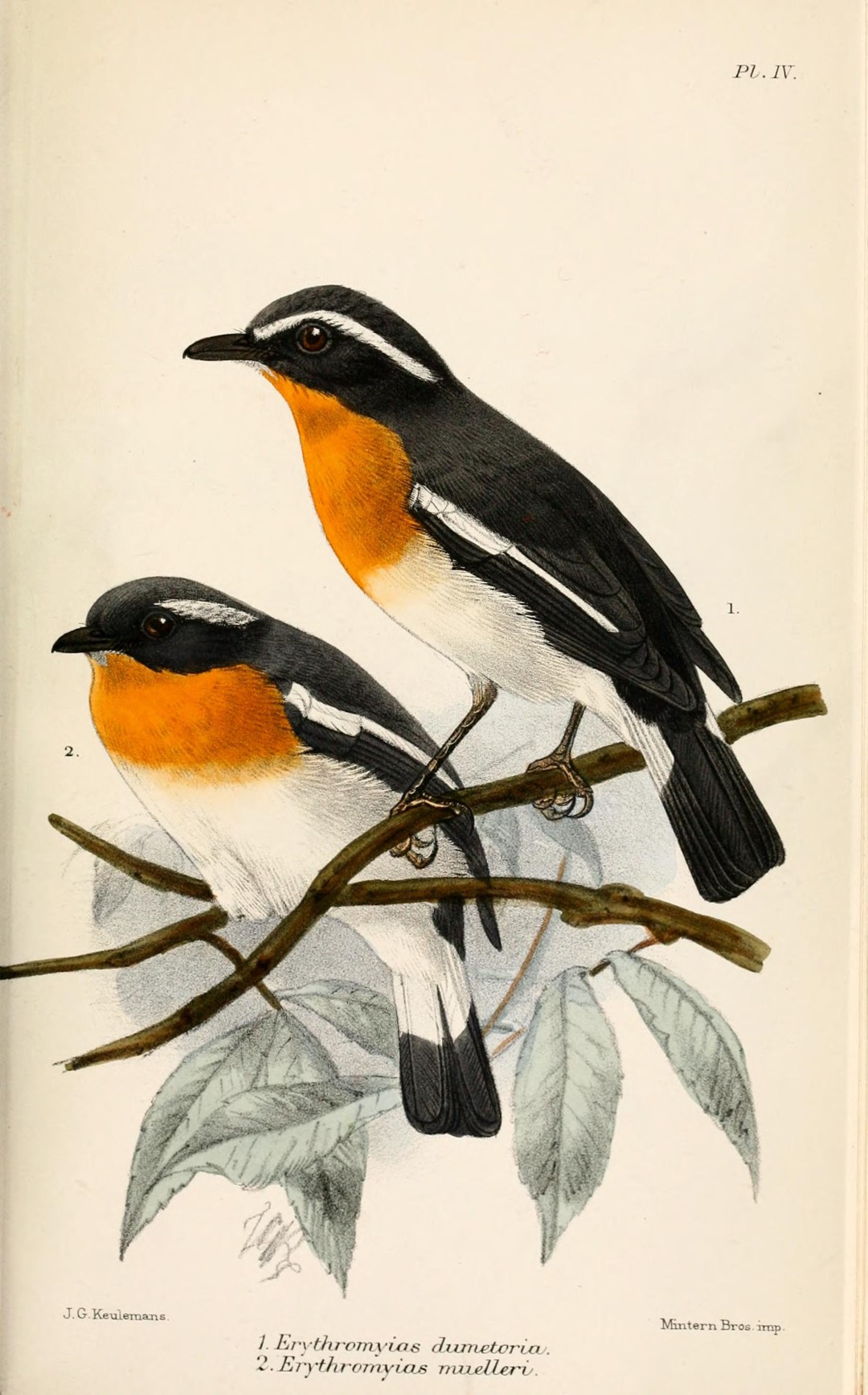 Rufous-chested Flycatcher