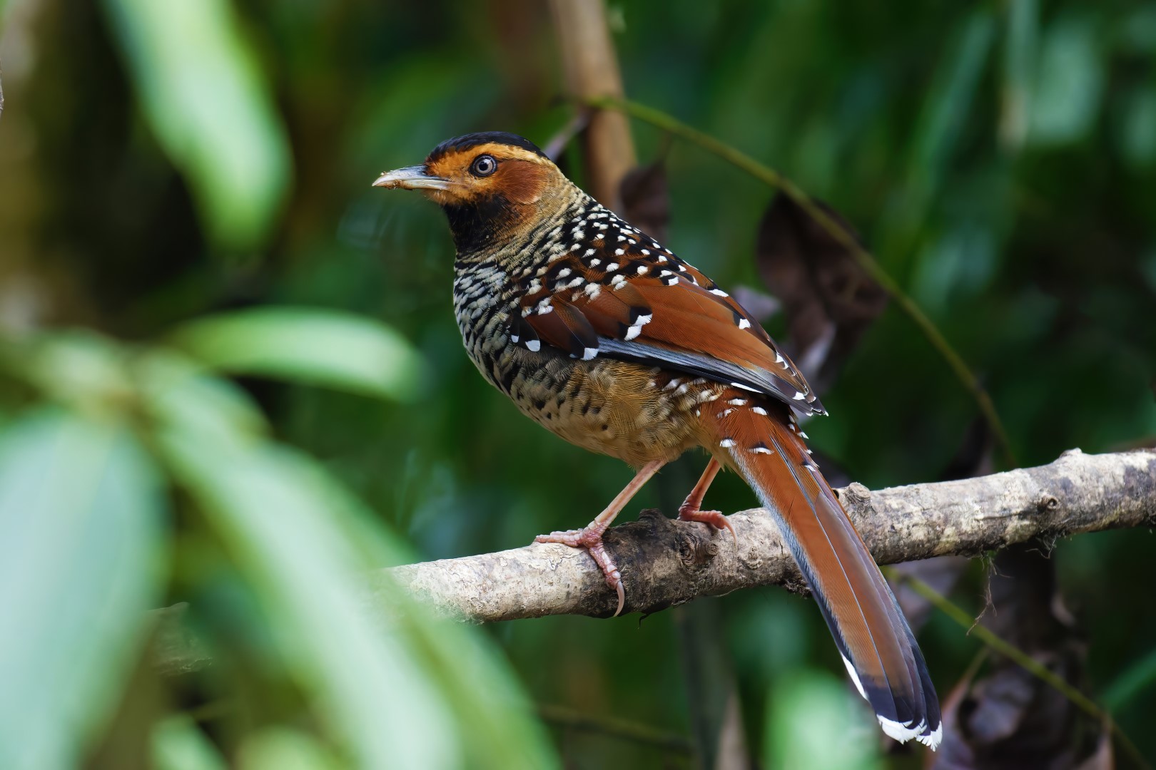 Rufous-chested flycatcher
