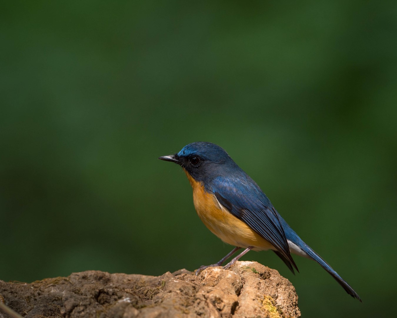 Rufous-chested Flycatcher