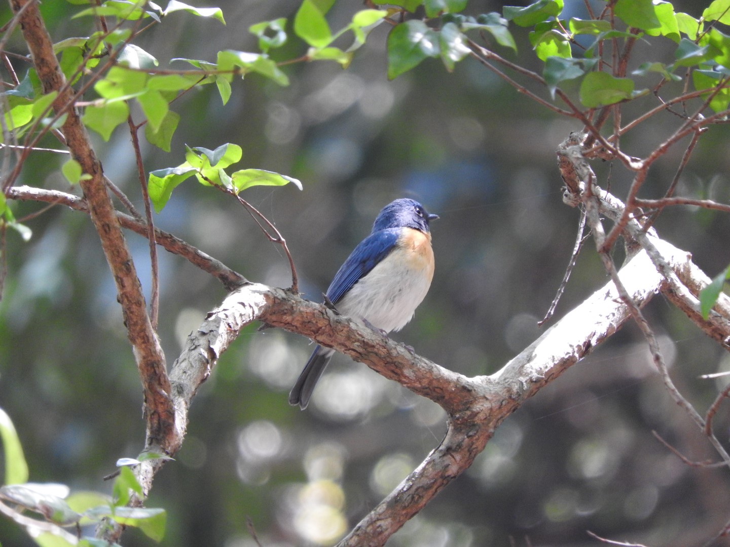 Rufous-chested flycatcher