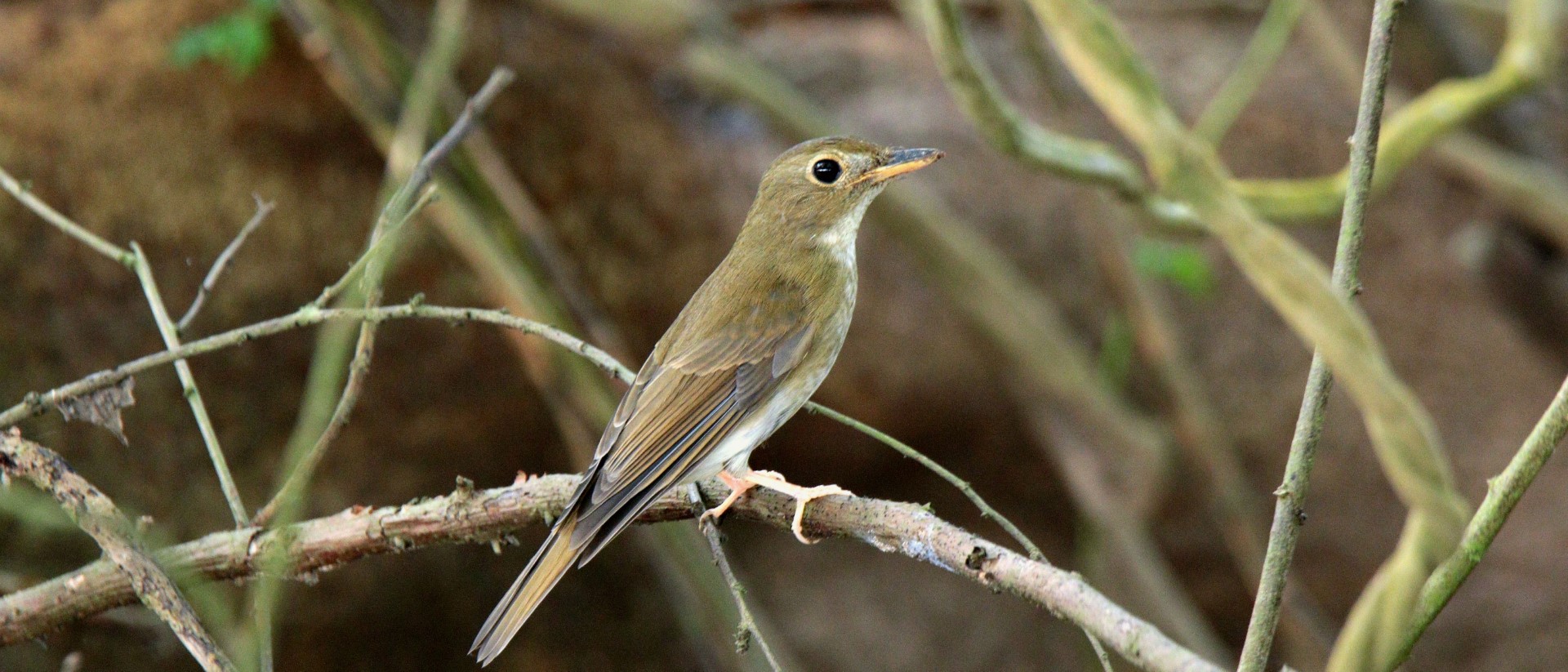 Rufous-chested Flycatcher