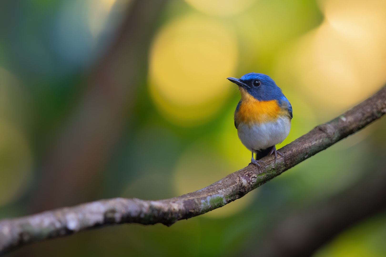 Rufous-chested Flycatcher