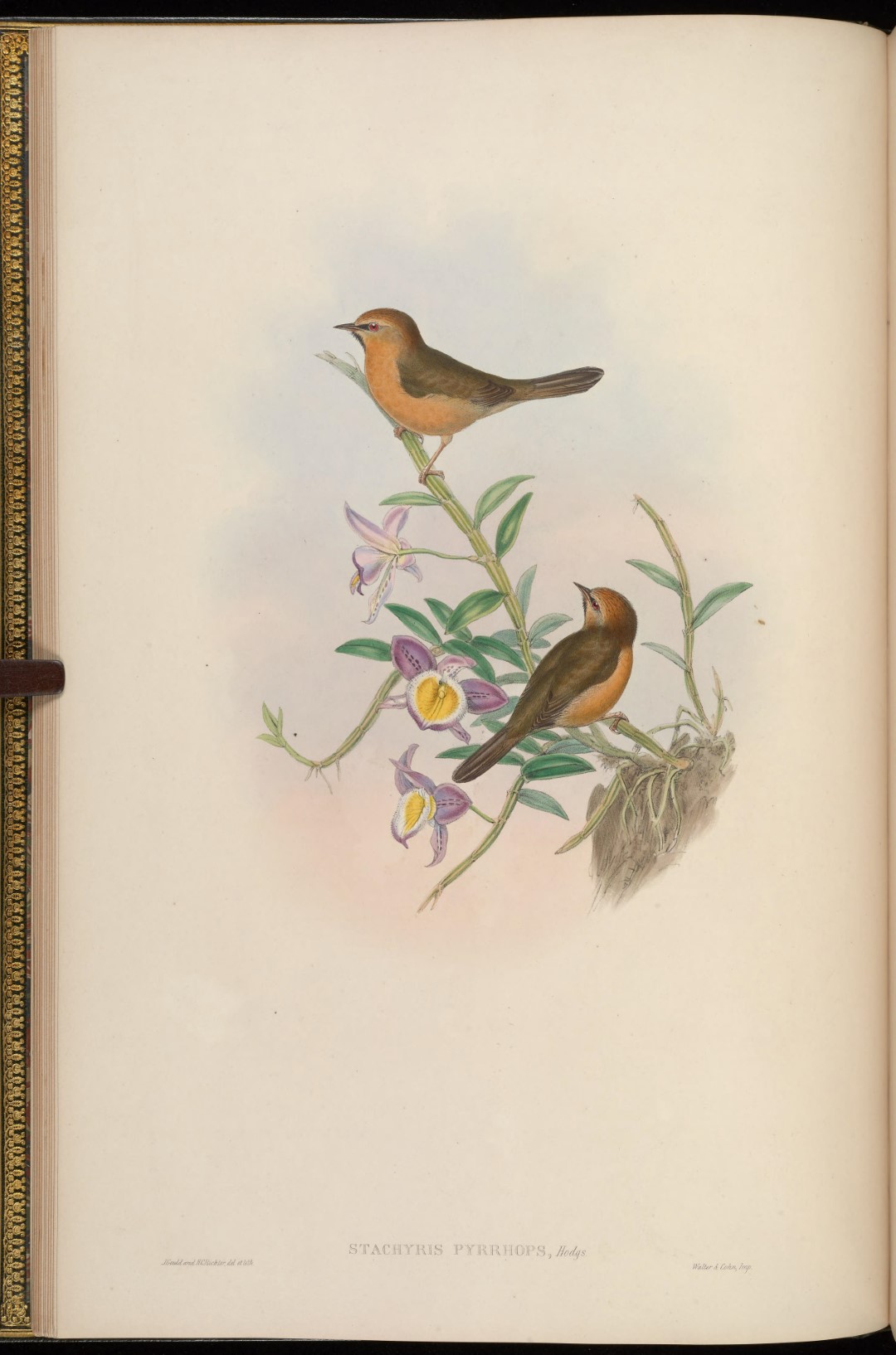 Rufous-chested Tanager