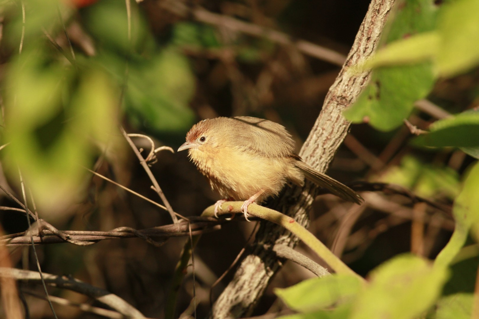Rufous-chested Tanager