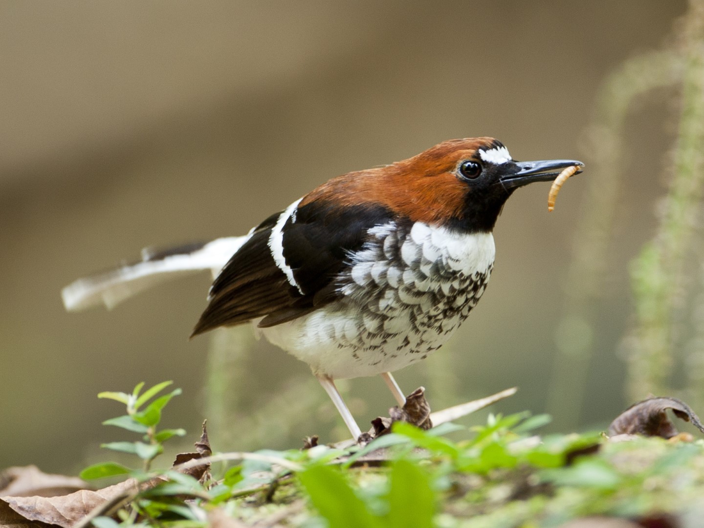 Rufous-chested Waterhen