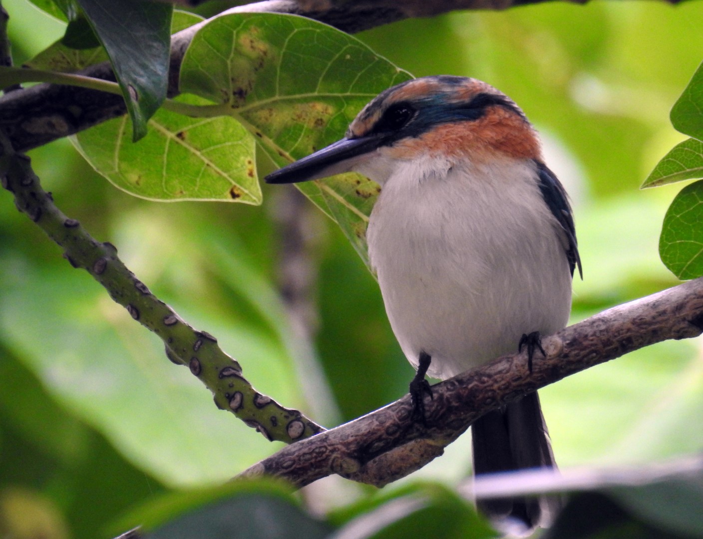 Rufous-collared Kingfisher