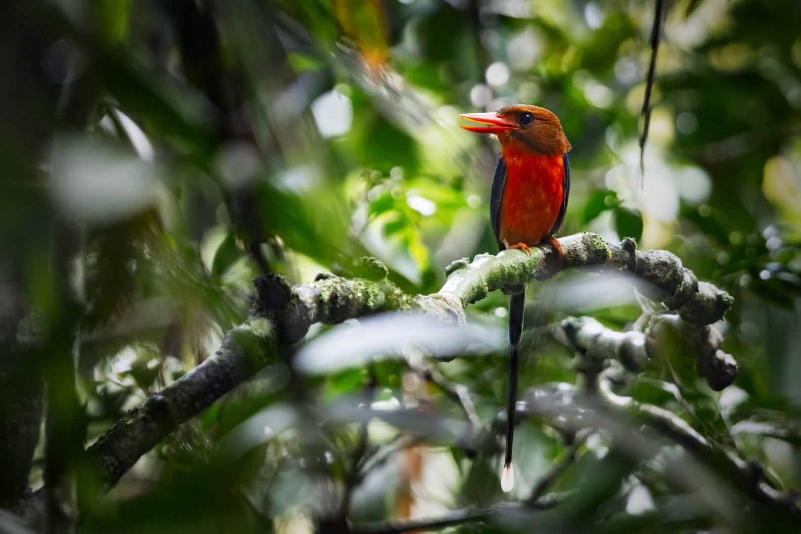 Rufous-collared Kingfisher