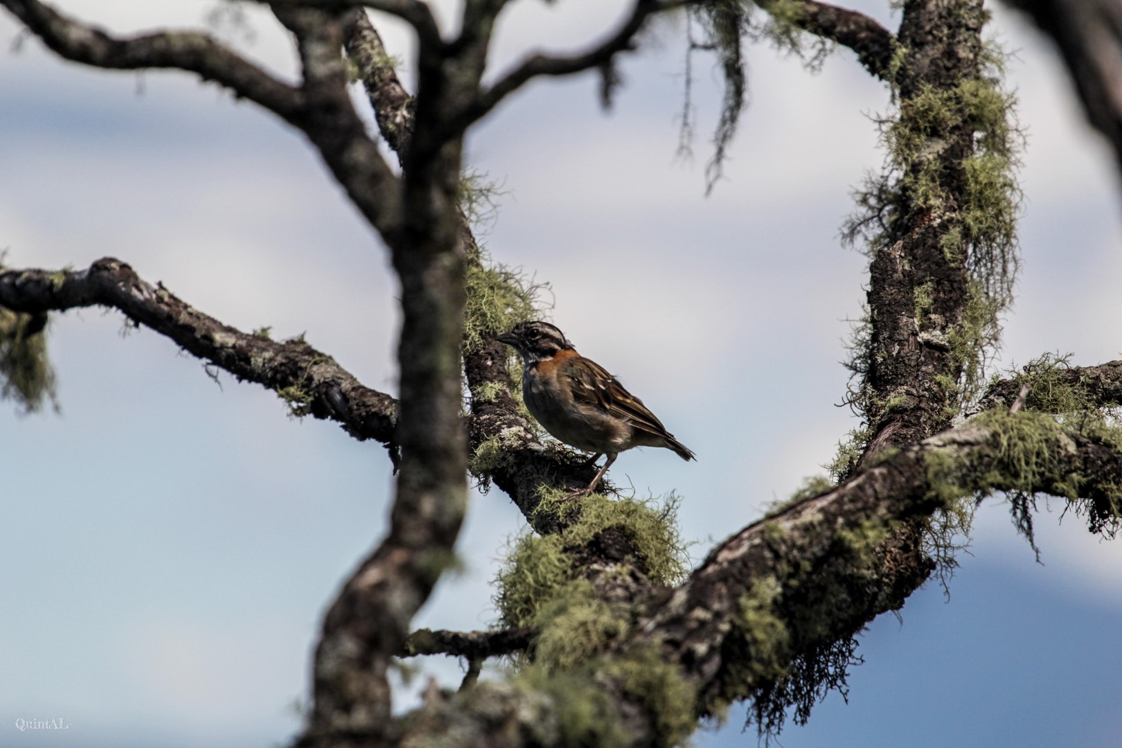 Rufous-collared Sparrow