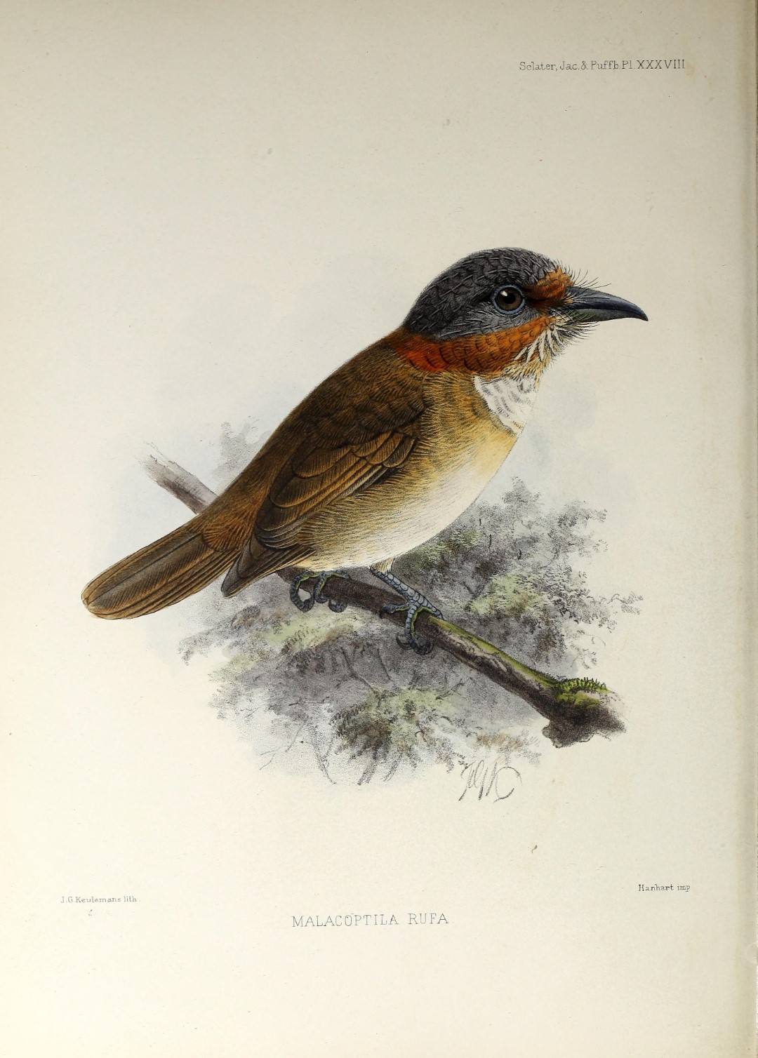 Rufous-crested Antshrike