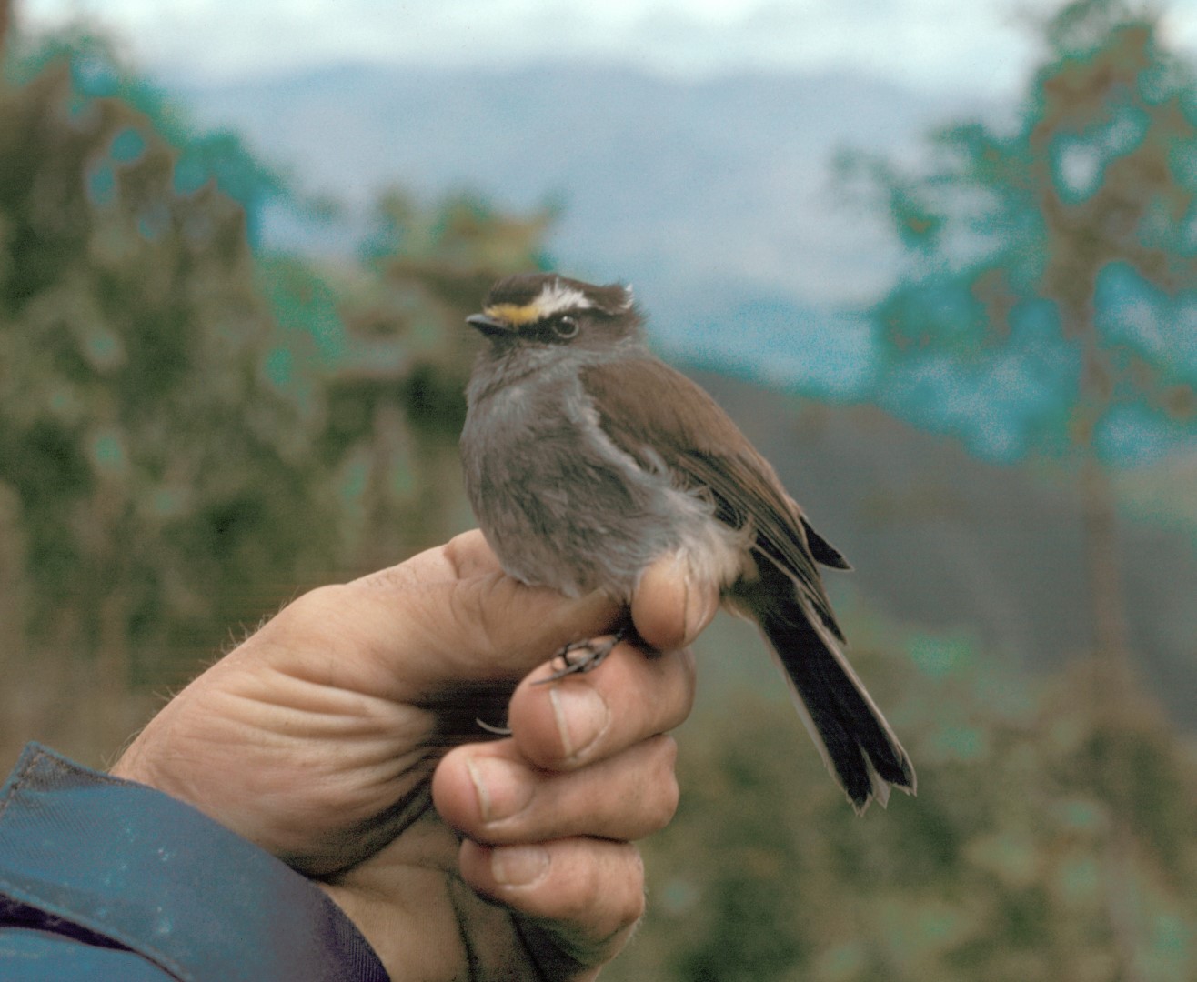 Rufous-crested Coquette