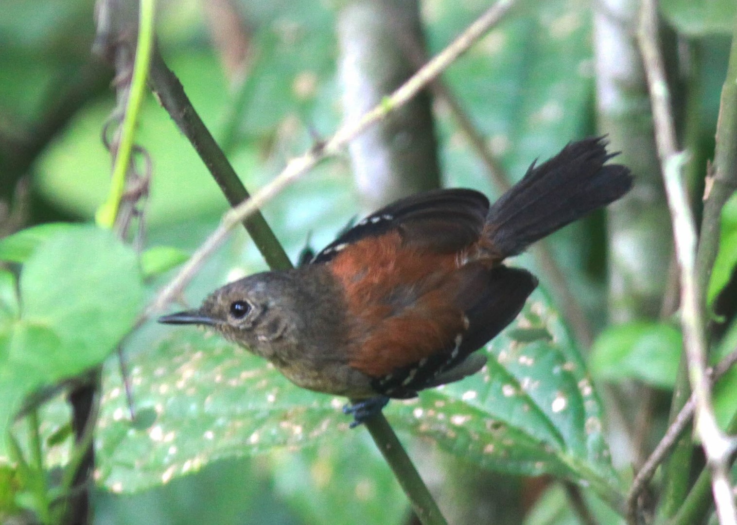 Rufous-crowned Antpitta