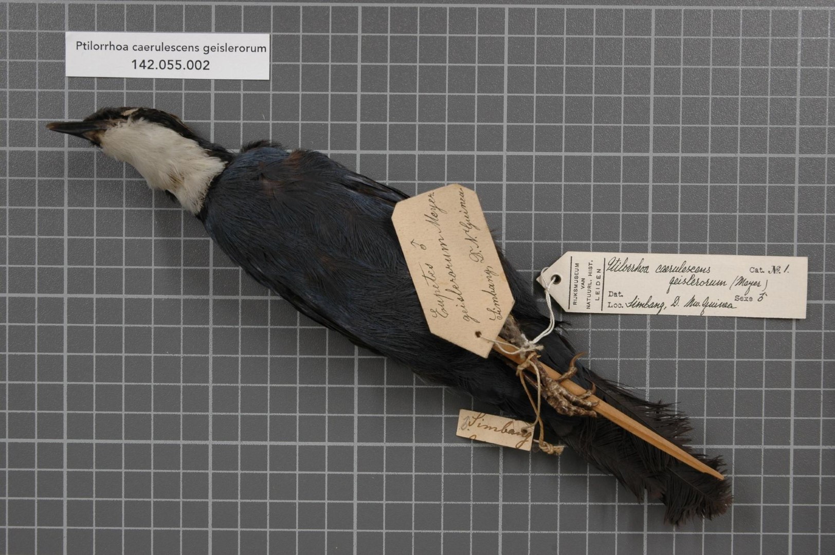 Rufous-crowned Babbler