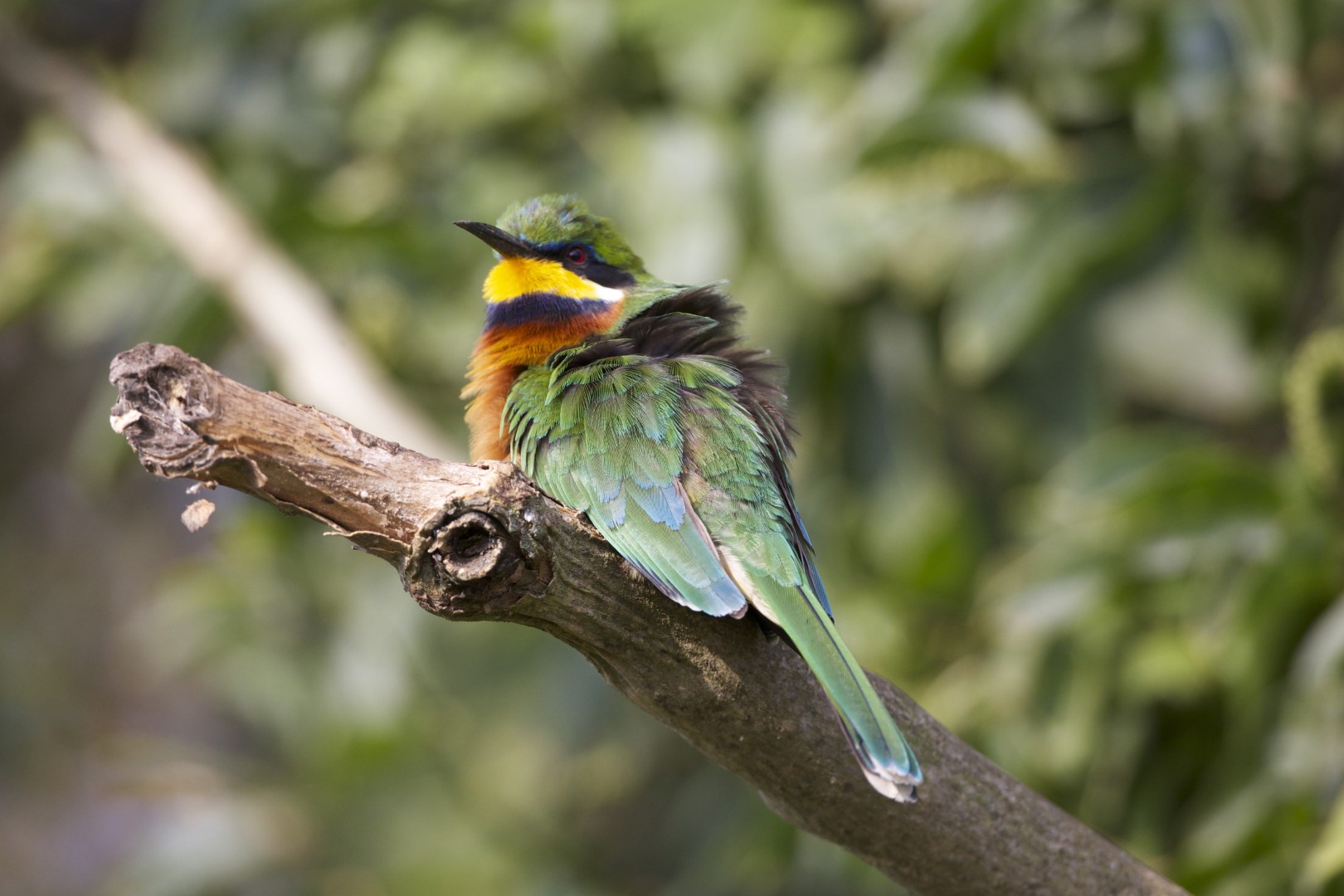 Rufous-crowned Bee-eater