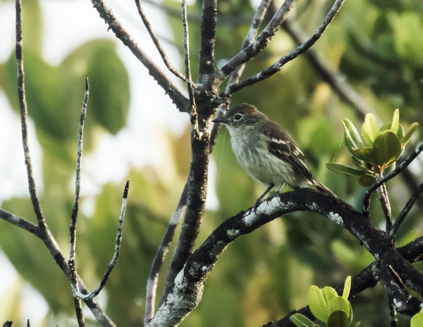 Rufous-crowned Elaenia