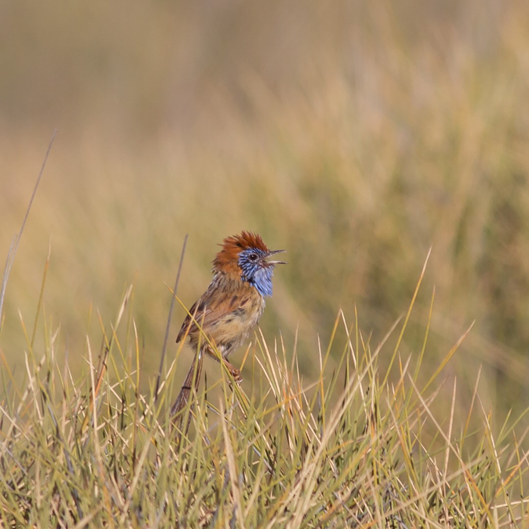 Rufous-crowned Emu-wren