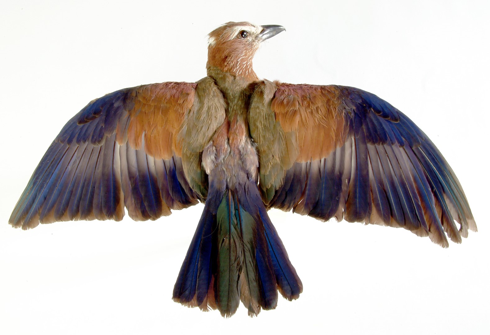 Rufous-crowned Roller