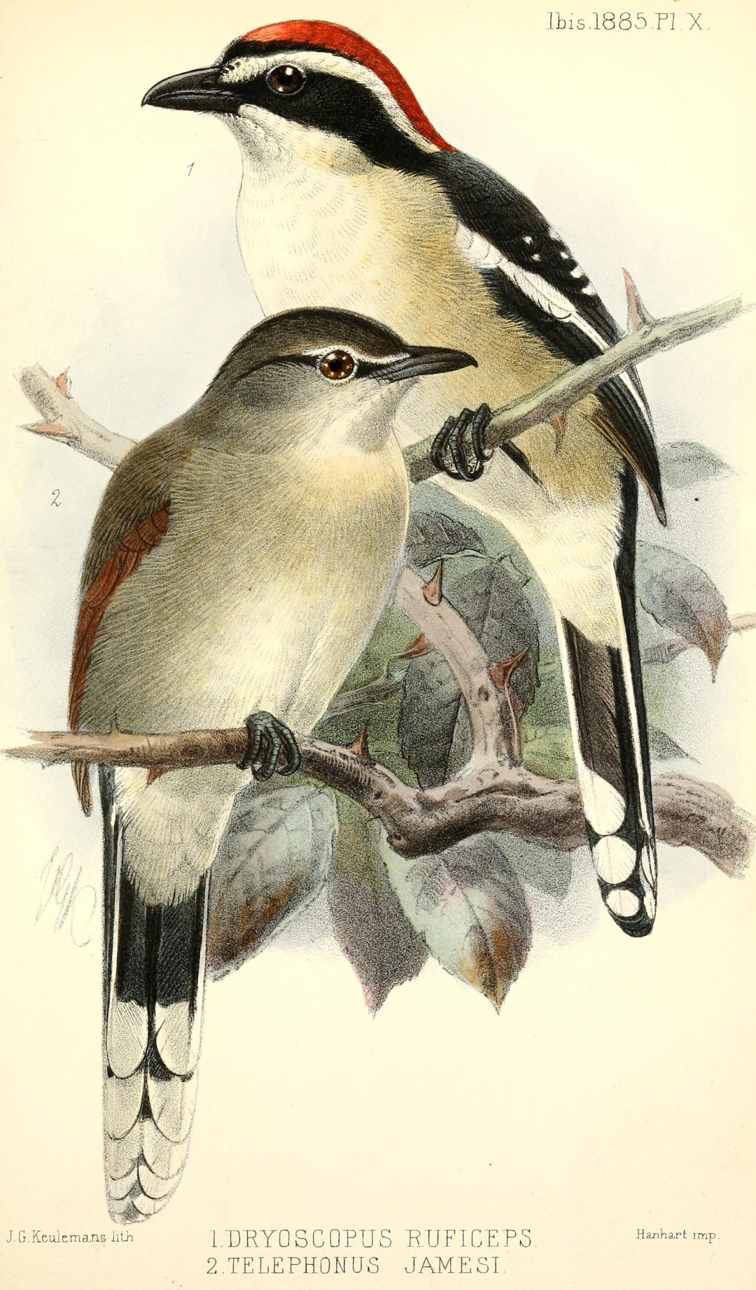 Rufous-crowned Shrike
