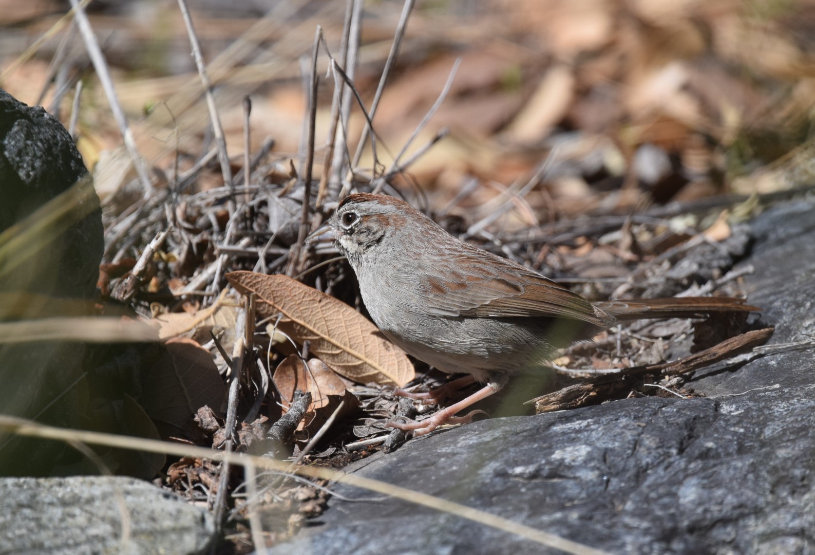 Rufous-crowned Sparrow