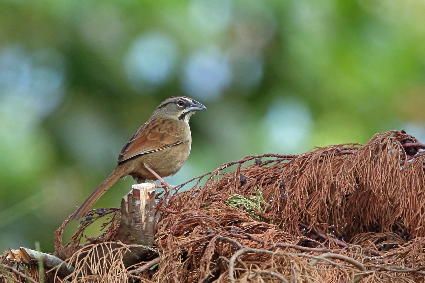 Rufous-crowned Sparrow