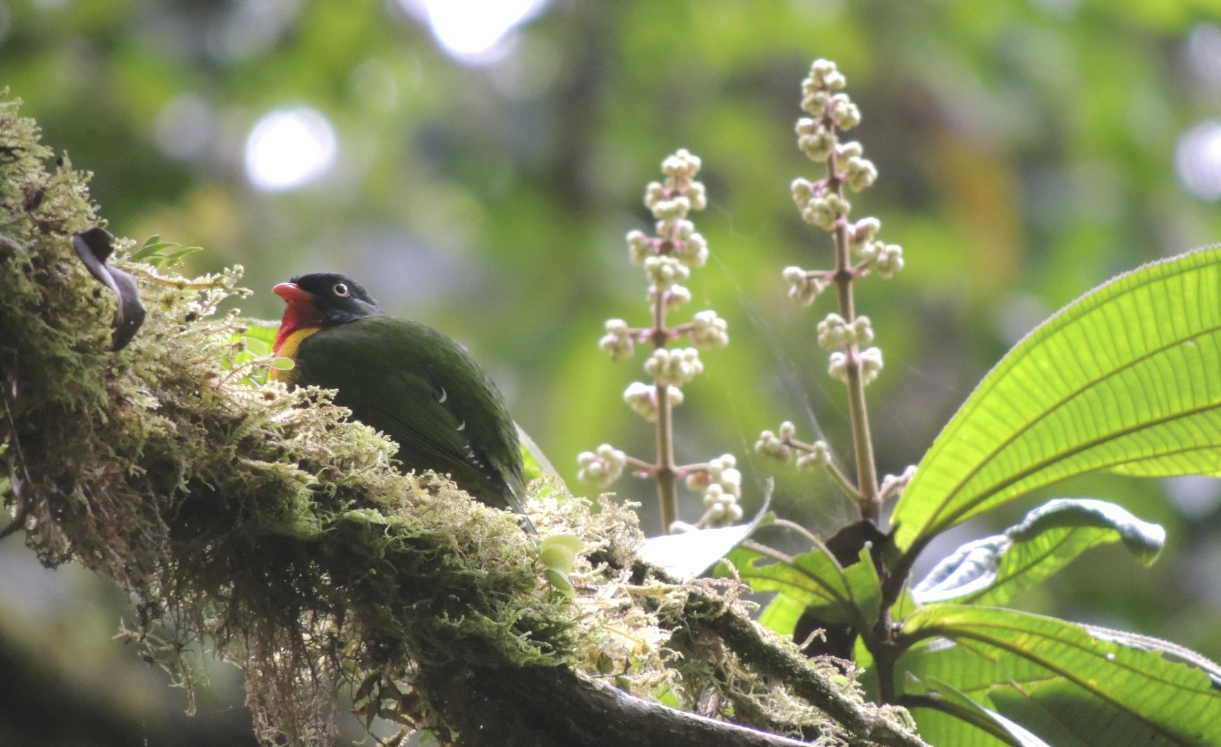 Rufous-crowned Tanager