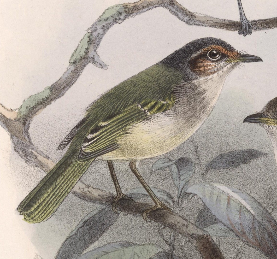 Rufous-crowned Tody-Flycatcher