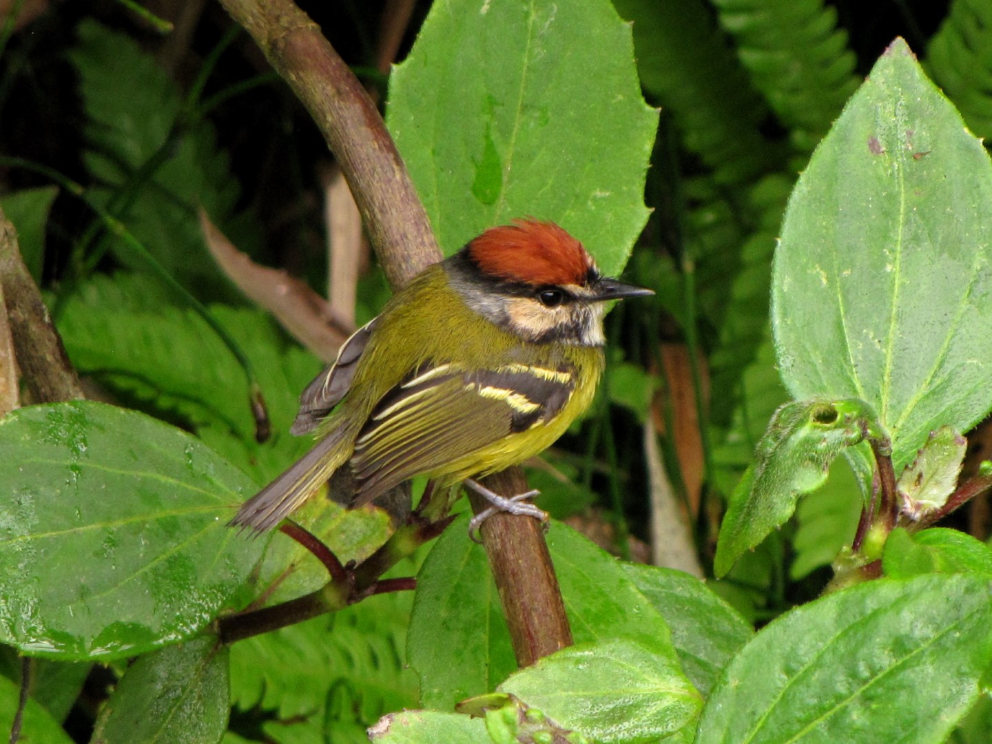 Rufous-crowned Tody-Flycatcher