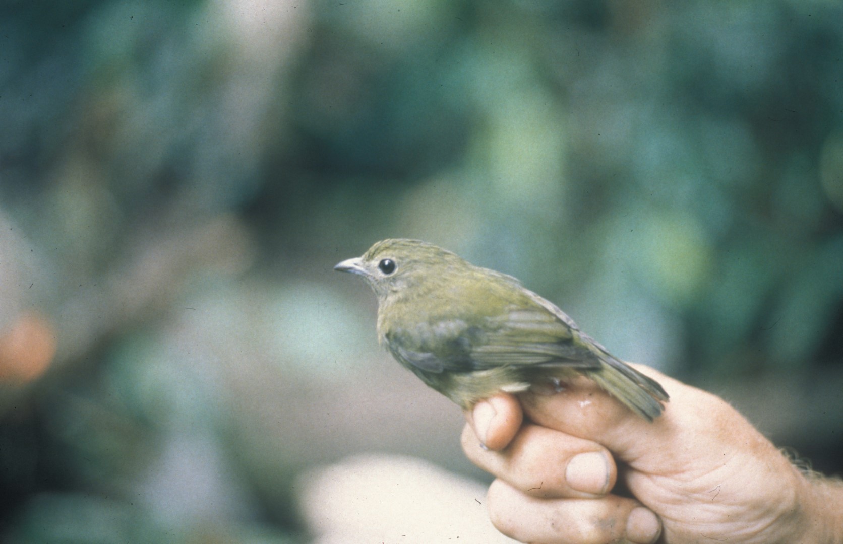 Rufous-crowned Tody-Flycatcher