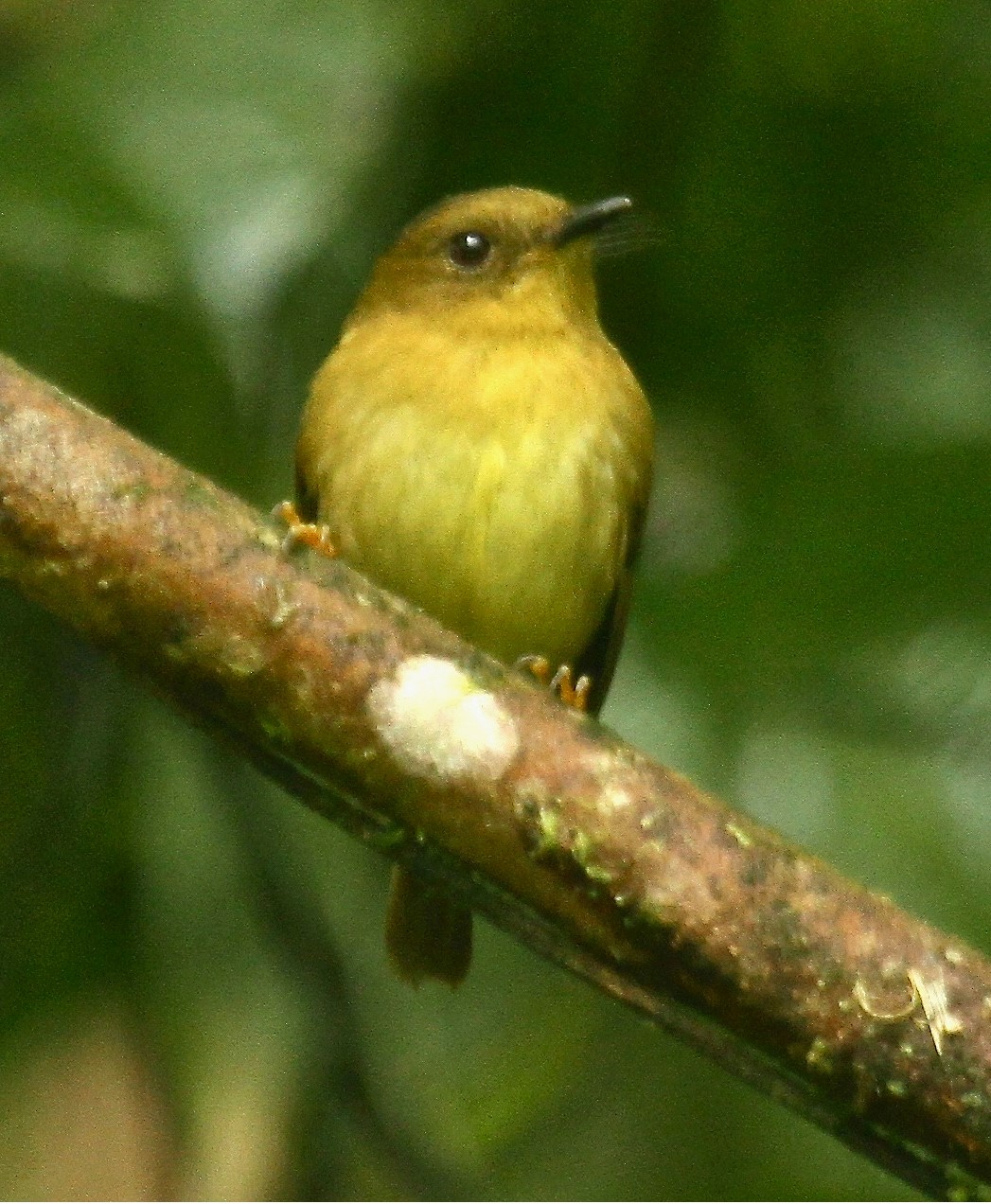 Rufous-crowned Tody-Flycatcher