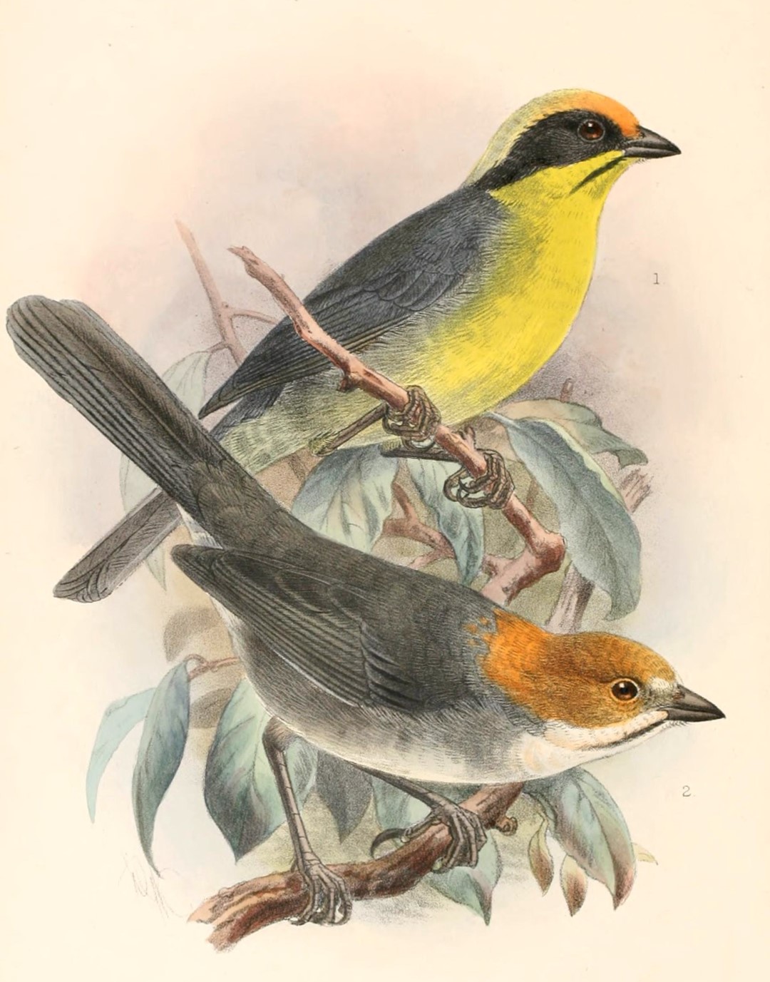 Rufous-eared Brush-Finch