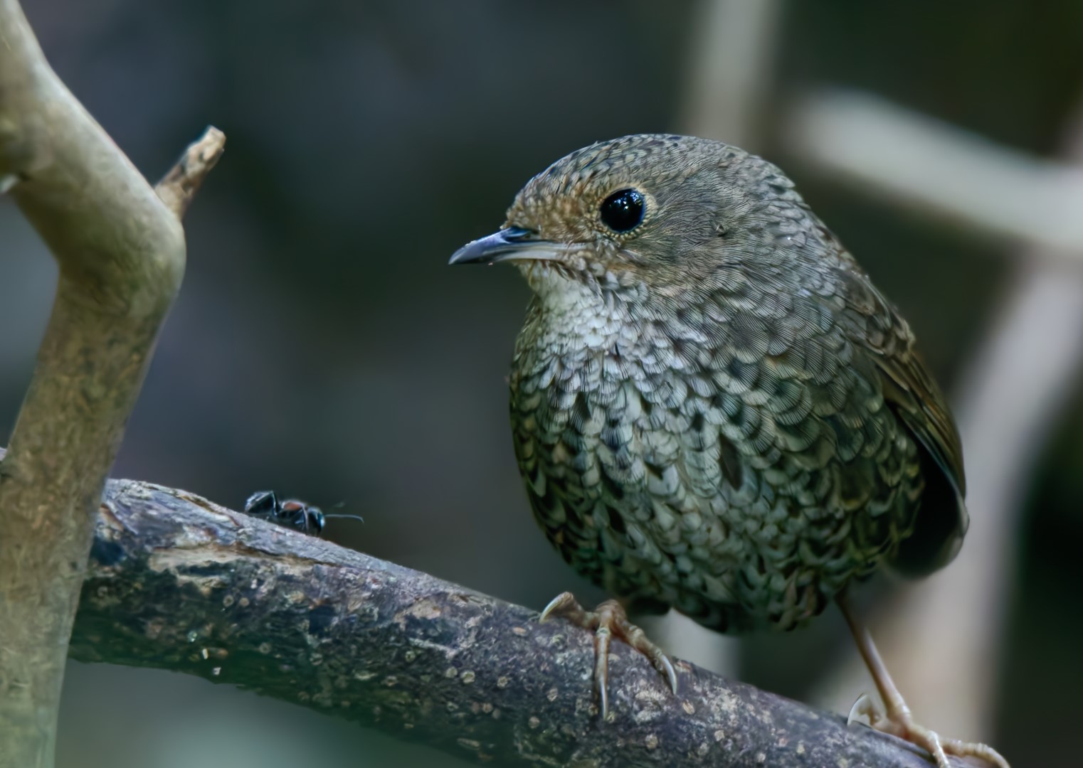 Rufous-faced Warbler