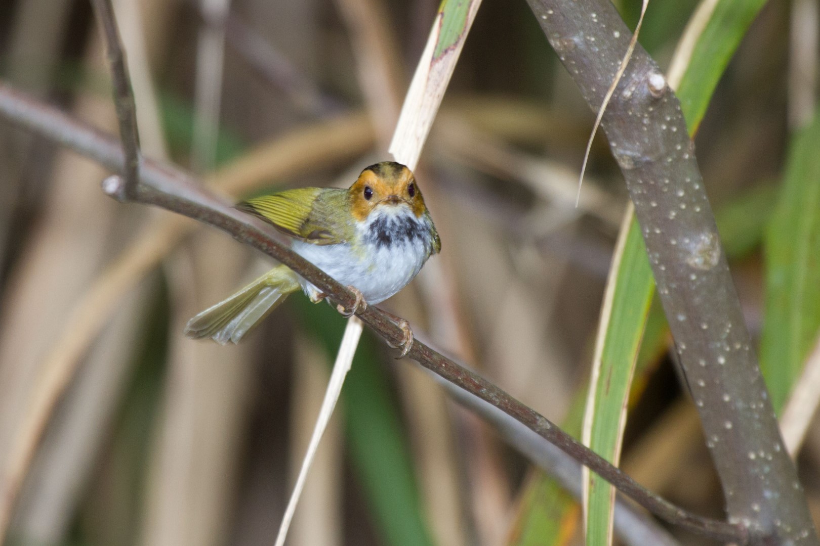 Rufous-faced Warbler